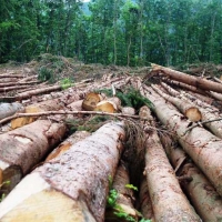 Norway Becomes First Nation In The World To Ban Deforestation