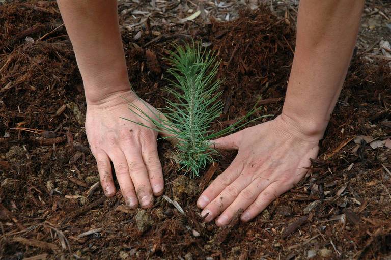 Trump Forest: A New Forestry Initiative Dedicated to President Trump